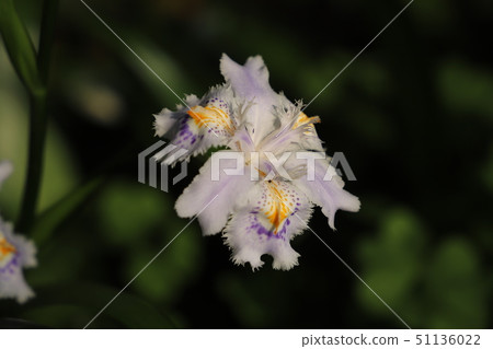 Flower blooming in the field Flower blooming in the field 51136022