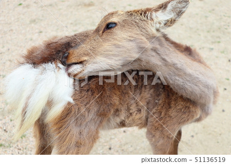 Miyajima deer Miyajima deer 51136519