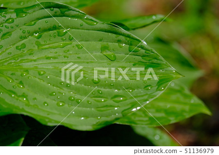 Leaves of rain Leaves of rain 51136979