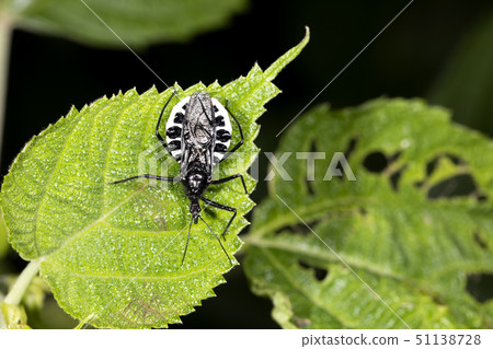 Agriosphodrus turtle 51138728