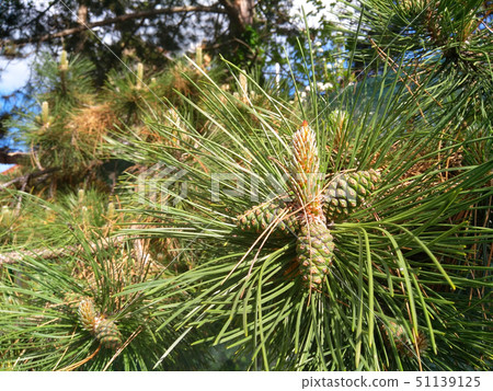 Young cones on the branch of a coniferous tree Young cones on the branch of a coniferous tree 51139125