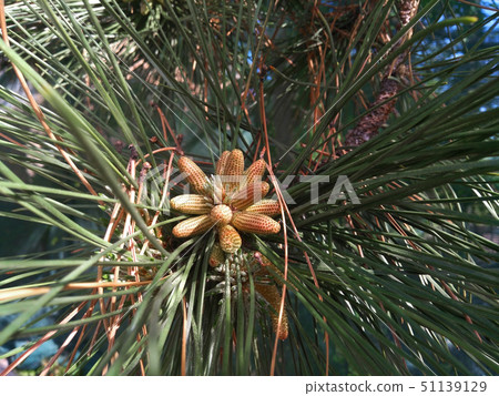 Young cones on the branch of a coniferous tree Young cones on the branch of a coniferous tree 51139129