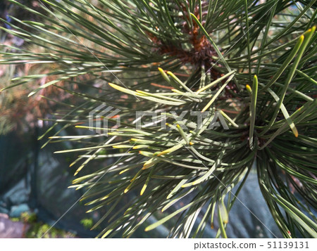 Young cones on the branch of a coniferous tree Young cones on the branch of a coniferous tree 51139131
