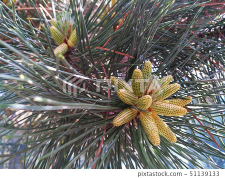 Young cones on the branch of a coniferous tree Young cones on the branch of a coniferous tree 51139133