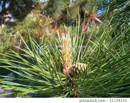 Young cones on the branch of a coniferous tree 51139135