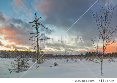 Frosty morning in raised bog. Landscape with the frozen plants. Latvia. Frosty morning in raised bog. Landscape with the frozen plants. Latvia. 51145286