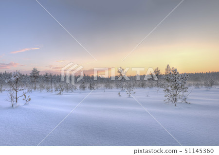 Frosty morning in raised bog. Landscape with the frozen plants. Latvia. 51145360