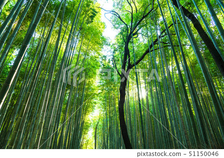 《Kyoto Prefecture》Bamboo forest road, Sagano 《Early morning》 《Kyoto Prefecture》Bamboo forest road, Sagano 《Early morning》 51150046
