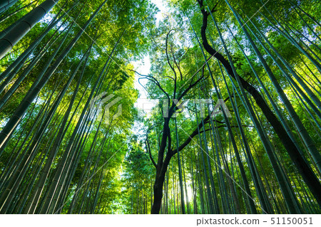 《Kyoto Prefecture》Bamboo forest road, Sagano 《Early morning》 《Kyoto Prefecture》Bamboo forest road, Sagano 《Early morning》 51150051