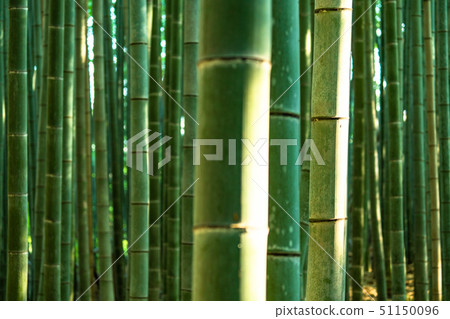 《Kyoto Prefecture》Bamboo forest morning, Sagano 51150096