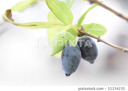 Huscup Huscup 51154235