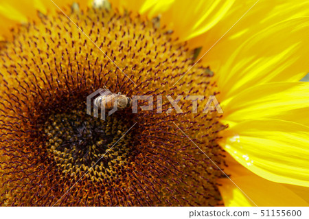 Sunflower Sunflower 51155600