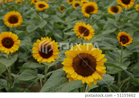 Sunflower Sunflower 51155602