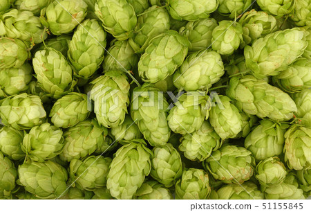 Close up background of fresh green beer hops 51155845