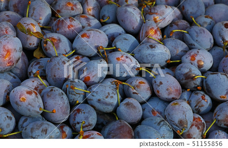 Fresh ripe blue plums close up at farmers market 51155856