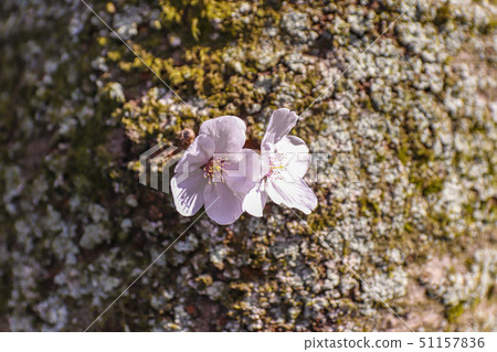 Japanese cherry blossoms blooming from the trunk 51157836