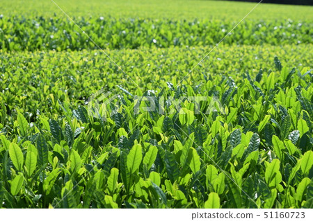 tea, tea picking, tea harvesting 51160723