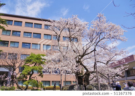 Morioka scenery Ishiwari cherry tree Morioka district court empty back 51167376
