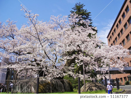 盛岡風景Ishiwari Sakura岩手櫻花天空背 51167377