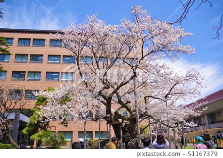 Morioka scenery Ishiwari cherry blossoms cherry blossom spot empty back Morioka scenery Ishiwari cherry blossoms cherry blossom spot empty back 51167379