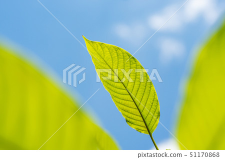 Green leaf nature with branch on blue sky nature 51170868