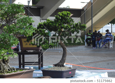 Bonsai tree display for public 51175662