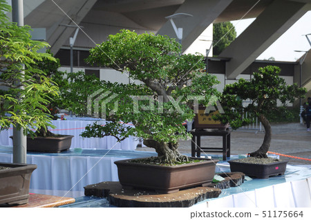 Bonsai tree display for public 51175664