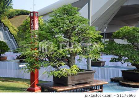 Bonsai tree display for public Bonsai tree display for public 51175666