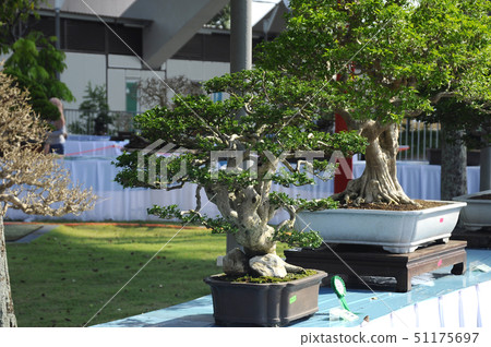Bonsai tree display for public Bonsai tree display for public 51175697