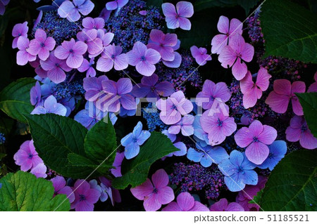 紫色繡球花 51185521