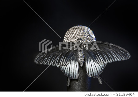 butterfly insect microphone dark background   51189404