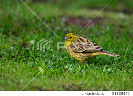 Yellowhammer (Emberiza citrinella) 51189471