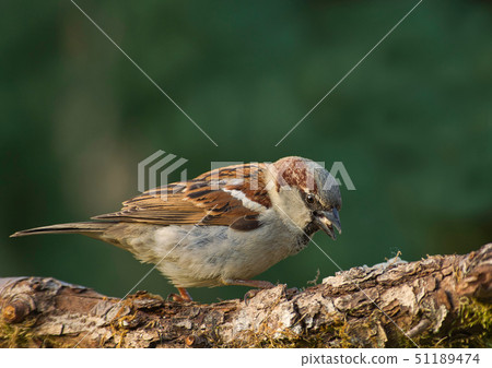 House sparrow (Passer sitting on the t domesticus) 51189474