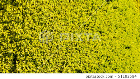 the green garden and grass plant 51192584