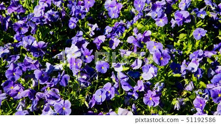 the flowers and garden the flowers and garden 51192586
