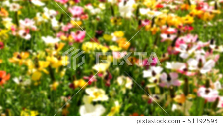 the flowers and garden the flowers and garden 51192593