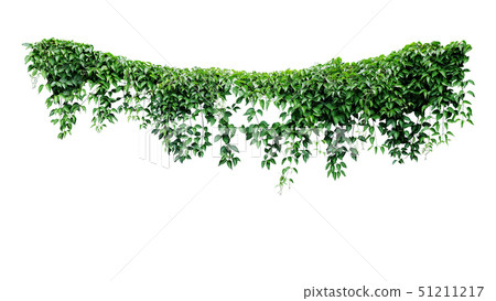 Hanging vines ivy foliage jungle bush Hanging vines ivy foliage jungle bush 51211217
