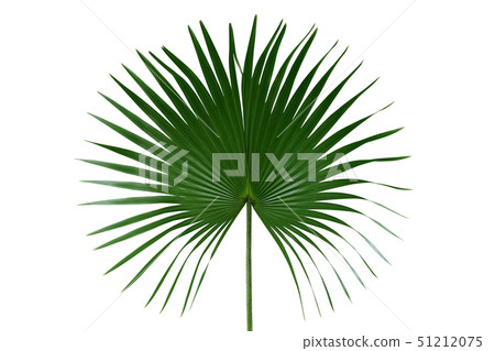 Palm with circular leaves or Fan palm frond Palm with circular leaves or Fan palm frond 51212075