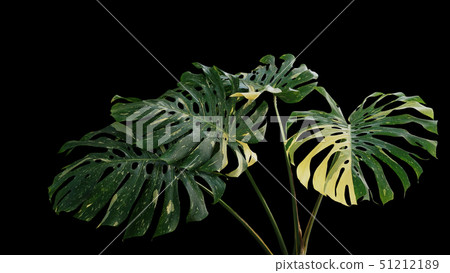 Variegated leaves Monstera tropical foliage plant Variegated leaves Monstera tropical foliage plant 51212189