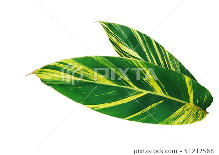 Variegated ginger tropical leaves nature pattern Variegated ginger tropical leaves nature pattern 51212568