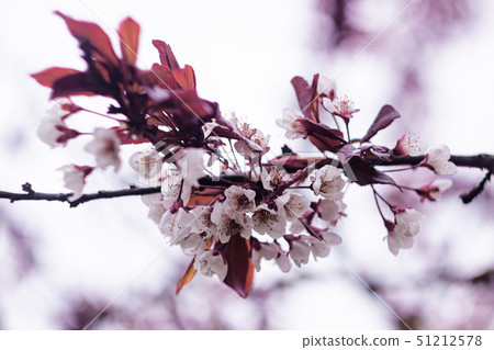 Pink flowers of sakura on a branch close up Pink flowers of sakura on a branch close up 51212578