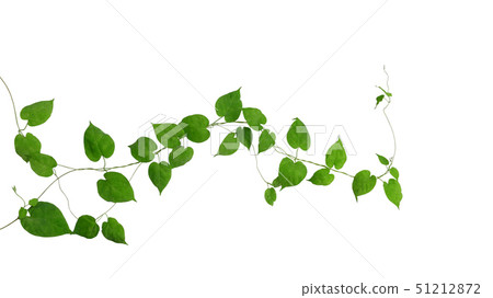 Heart shaped green leaves climbing vines ivy plant 51212872