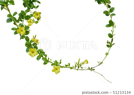 Nature frame of twisted vines with yellow flowers 51213134