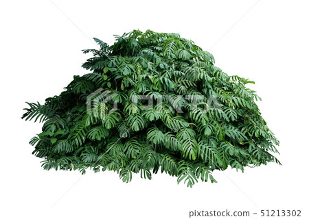 Tropical leaves foliage plant jungle bush Monstera Tropical leaves foliage plant jungle bush Monstera 51213302