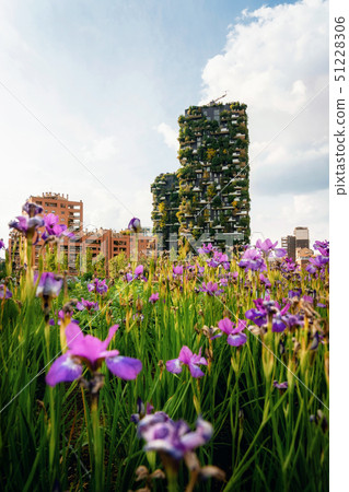 Iris flowers against Bosco Verticale, Milano, Iris flowers against Bosco Verticale, Milano, 51228306