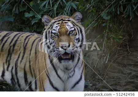 The king of the dense forest 51242456