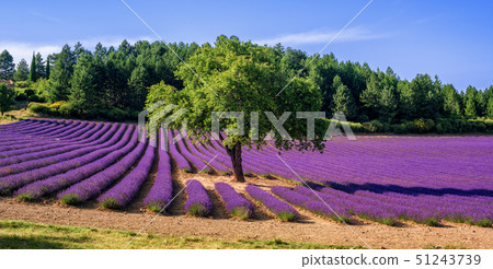 Lavender field with a tree in Provence, France 51243739