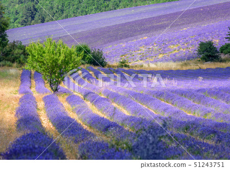 Blooming lavender fields in Provence, France 51243751