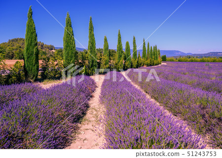 Lavender fields in Provence, France 51243753
