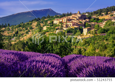 Aurel town and lavender fields in Provence, France Aurel town and lavender fields in Provence, France 51243755